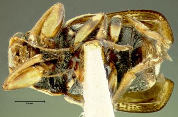 Media type: image;   Entomology 24987 Aspect: habitus ventral view